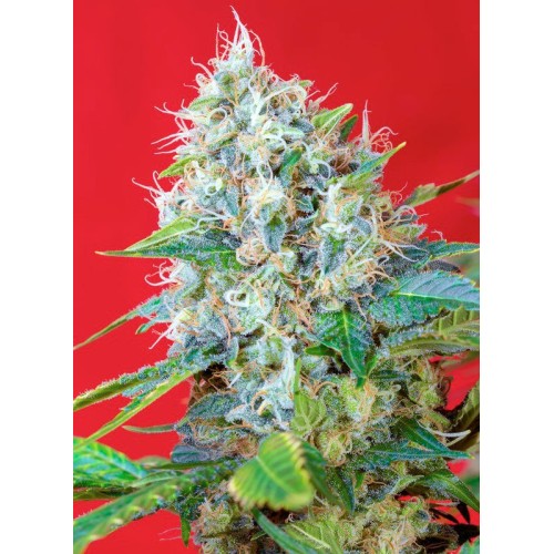 Green Poison - Sweet Seeds femminizzati