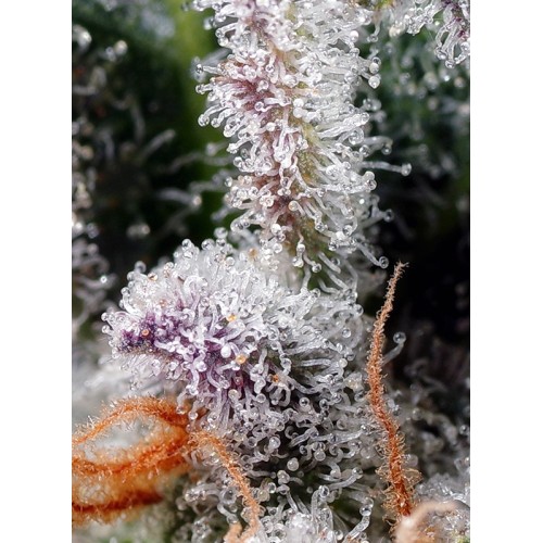 Psicodelicia - Sweet Seeds femminizzati