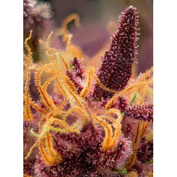 Red Mimosa XL Auto - Sweet Seeds femminizzati 2