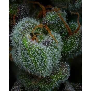 All Gas OG - Humboldt Seed Company femminizzati 2