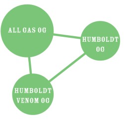 All Gas OG - Humboldt Seed Company femminizzati
