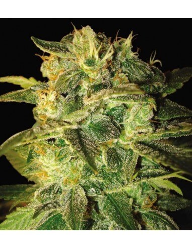 Sugar Mango Ryder Auto - World of Seeds femminizzati World of Seeds €21,00