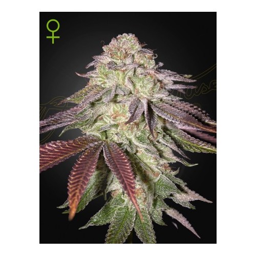 Sugarlato Auto - Green House Seeds femminizzati