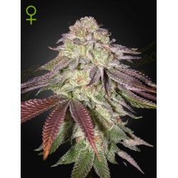Sugarlato Auto - Green House Seeds femminizzati