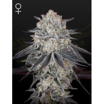 Fullgas! Green House Seeds femminizzati