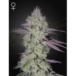 Tarte Tatin - Green House Seeds femminizzati