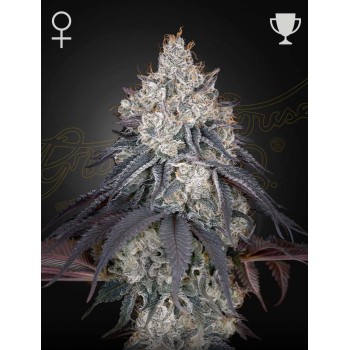 Lemon Orange - Green House Seeds femminizzati
