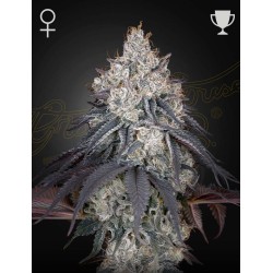 Lemon Orange - Green House Seeds femminizzati