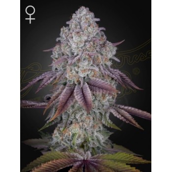 Persian Pie - Green House Seeds femminizzati