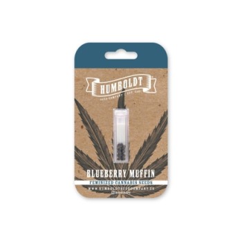 Blueberry Muffin - Humboldt Seed Company 2