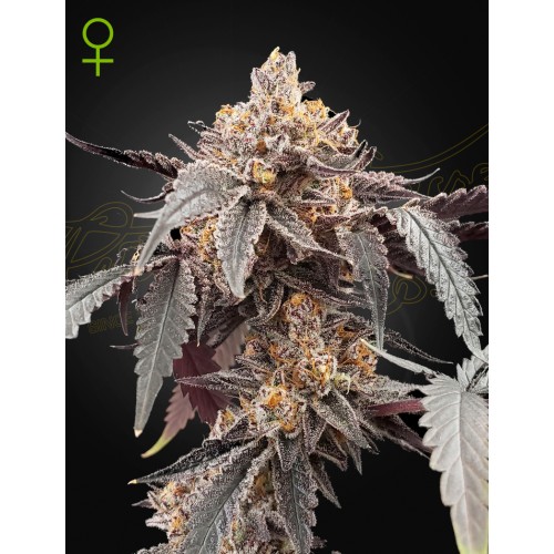 Guava x Gelato 41 - Green House Seeds femminizzati