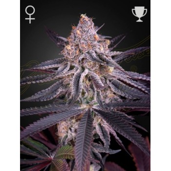 King's Juyce - Green House Seeds femminizzati