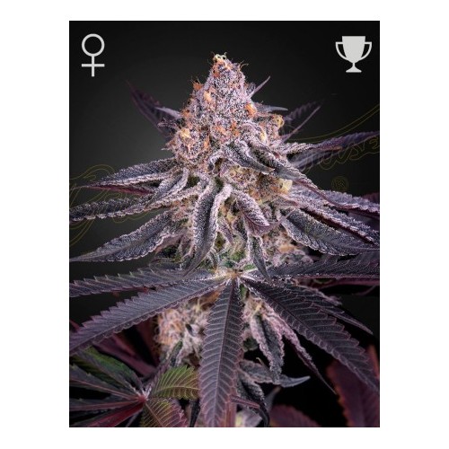 King's Juyce - Green House Seeds femminizzati