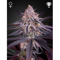 King's Juyce - Green House Seeds femminizzati