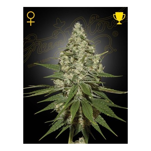 Super Lemon Haze - Green House Seeds femminizzati