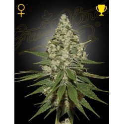 Super Lemon Haze - Green House Seeds femminizzati
