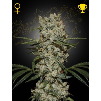 Super Silver Haze - Green House Seeds femminizzati