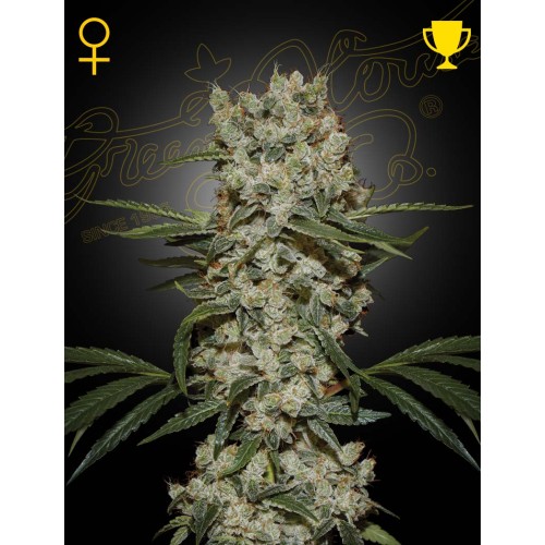 Super Silver Haze - Green House Seeds femminizzati