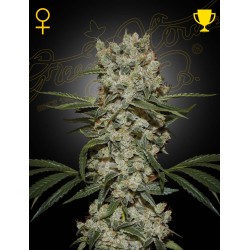 Super Silver Haze - Green House Seeds femminizzati