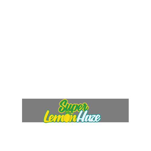Super Lemon Haze - Green House Seeds femminizzati