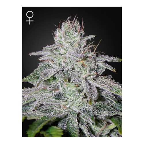 Franco's Lemon Cheese - Green House Seeds femminizzati