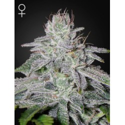 Franco's Lemon Cheese - Green House Seeds femminizzati