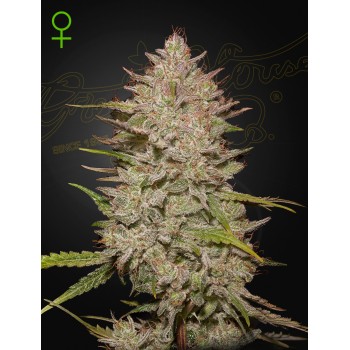 Chemical Candy - Green House Seeds femminizzati