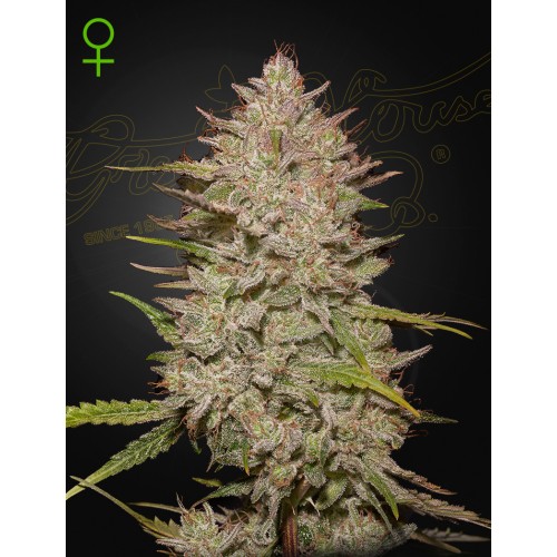 Chemical Candy - Green House Seeds femminizzati