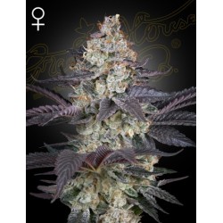 Ztrawberry - Green House Seeds femminizzati