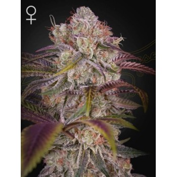 Gran Jefa - Green House Seeds femminizzati