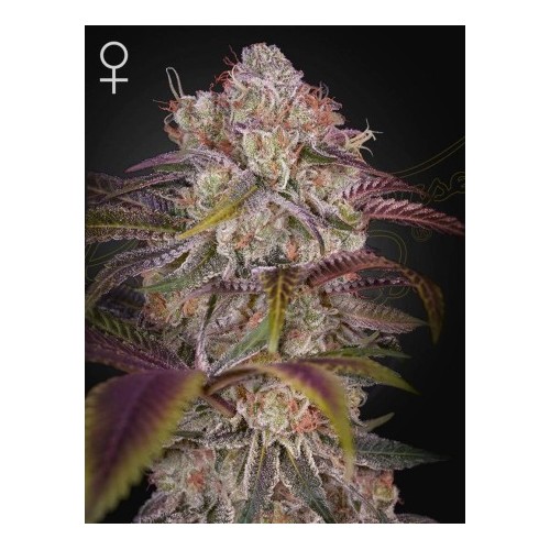 Gran Jefa - Green House Seeds femminizzati