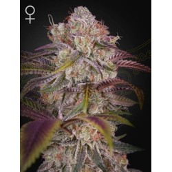 Gran Jefa - Green House Seeds femminizzati
