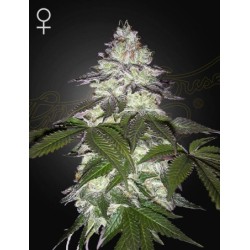 Milky Dreams - Green House femminizzati