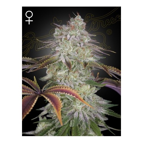 AlienZ - Green House Seeds femminizzati