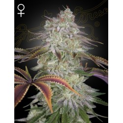 AlienZ - Green House Seeds femminizzati