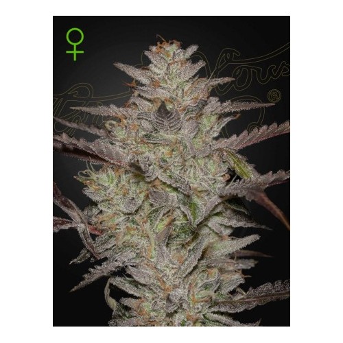 AlienZ Auto - Green House Seeds femminizzati