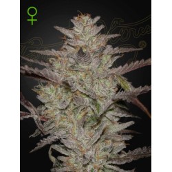 AlienZ Auto - Green House Seeds femminizzati