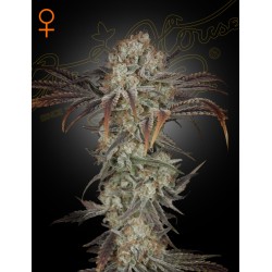 Money Maker - Green House Seeds femminizzati