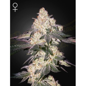 Moweeto - Green House Seeds femminizzati