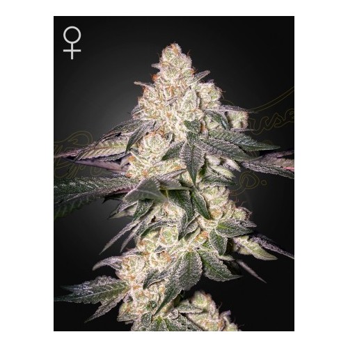 Moweeto - Green House Seeds femminizzati