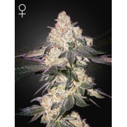 Moweeto - Green House Seeds femminizzati