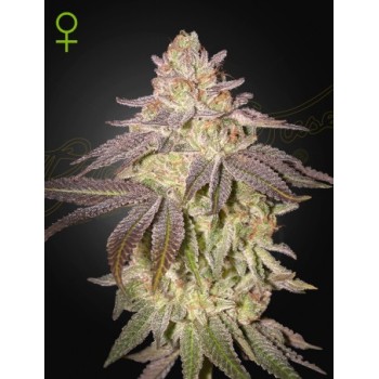 Auto Black Toffee - Green House Seeds femminizzati