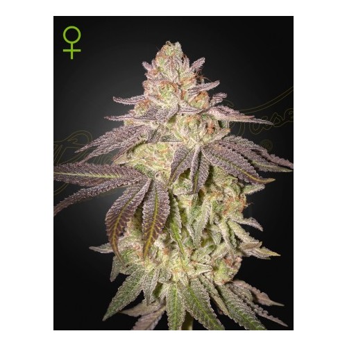 Auto Black Toffee - Green House Seeds femminizzati