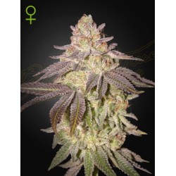 Auto Black Toffee - Green House Seeds femminizzati