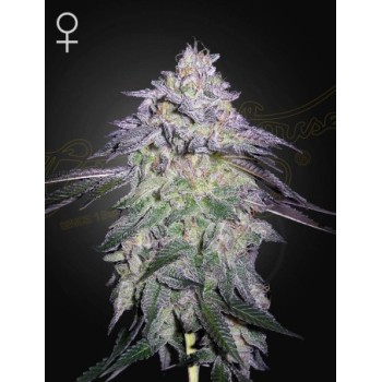 Nori Cake - Green House Seeds femminizzati