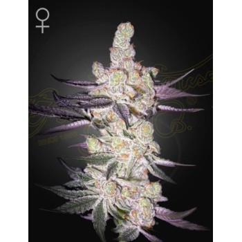 Razuberi - Green House Seeds femminizzati