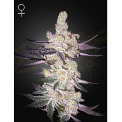 Razuberi - Green House Seeds femminizzati