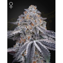 Velvet Moon - Green House Seeds femminizzati