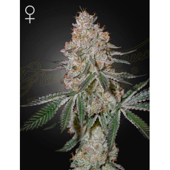 HighCloudZ - Green House femminizzati