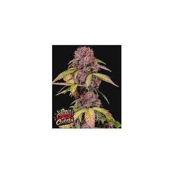Lemon Cherry Cookies Auto - Fast Buds femminizzati